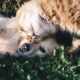 Pet Insurance